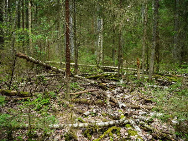 Torra Fallna Trädstammar Gammal Skog Hösten Solig Dag — Stockfoto