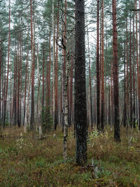 Σκούρο Και Δύσοσμο Δάσος Ερυθρελάτης Φθινόπωρο Κορμούς Δέντρων — Φωτογραφία Αρχείου