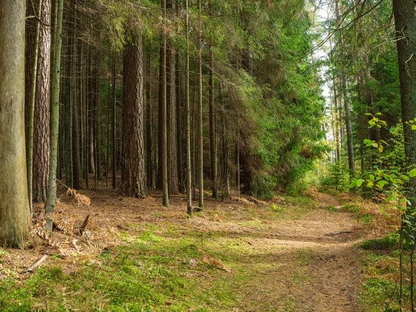 Dunkler Und Launiger Fichtenwald Herbst Mit Baumstämmen — Stockfoto