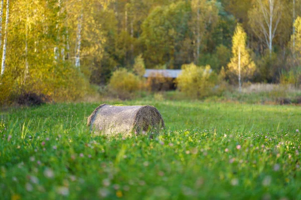 Rollt Mit Heu Auf Der Grünen Herbstwiese Agrarkultur Auf Dem — Stockfoto
