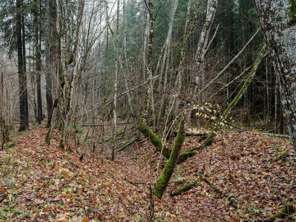 Mörk Och Lynnig Granskog Hösten Med Trädstammar — Stockfoto