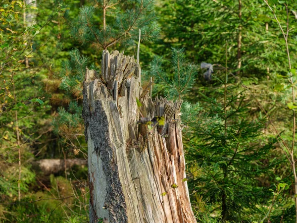 Troncs Arbres Secs Tombés Dans Vieille Forêt Automne Journée Ensoleillée — Photo