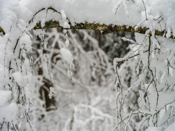 Tall Och Granskog Första Snön Grenar Som Bryts Snöfall Vikt — Stockfoto