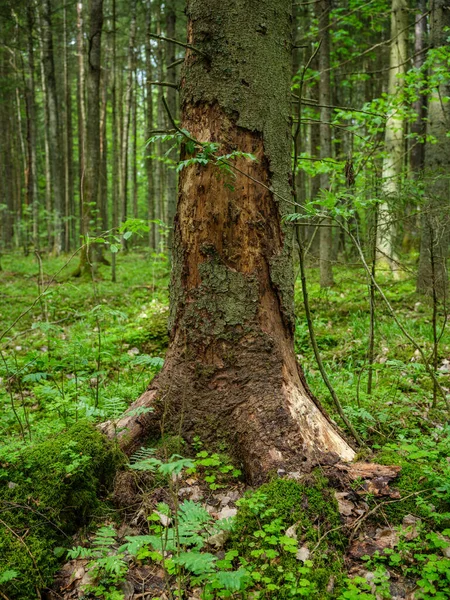 Troncos Árvores Caídas Secas Floresta Velha Outono Dia Ensolarado — Fotografia de Stock