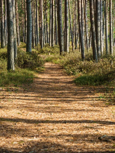 Forêt Épinettes Sombre Humide Automne Avec Troncs Arbres — Photo