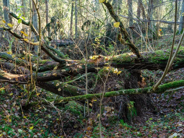 Troncs Arbres Secs Tombés Dans Vieille Forêt Automne Journée Ensoleillée — Photo