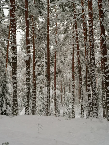 Las Sosnowy Świerkowy Pierwszym Śniegu Gałęzie Łamane Pod Ciężarem Opadów — Zdjęcie stockowe