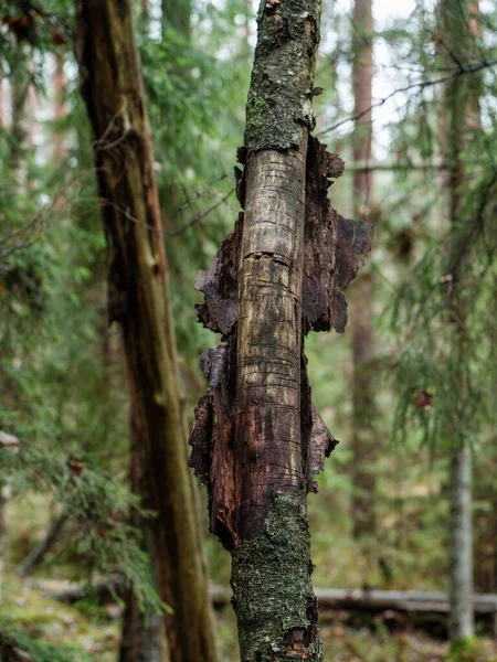 Suchý Padlý Strom Kmeny Starém Lese Podzim Slunečný Den — Stock fotografie