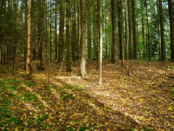 Dark Moody Spruce Tree Forest Autumn Tree Trunks — Stock Photo, Image