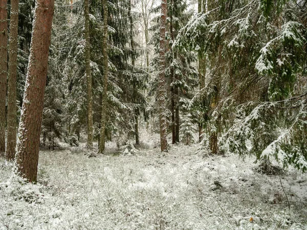 Kiefern Und Fichtenwald Ersten Schnee Äste Brechen Unter Der Schneelast — Stockfoto