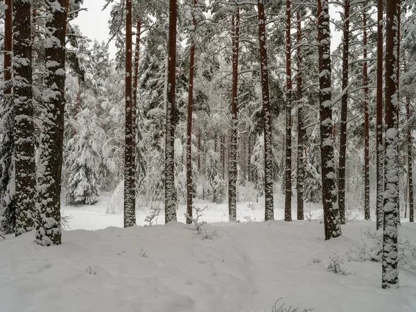 Δάσος Πεύκου Και Ερυθρελάτης Στο Πρώτο Χιόνι Υποκαταστήματα Που Σπάζουν — Φωτογραφία Αρχείου