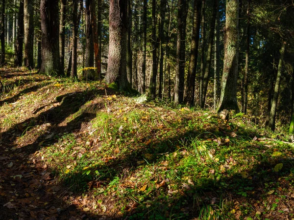 Floresta Abeto Escuro Mal Humorado Outono Com Troncos Árvore — Fotografia de Stock