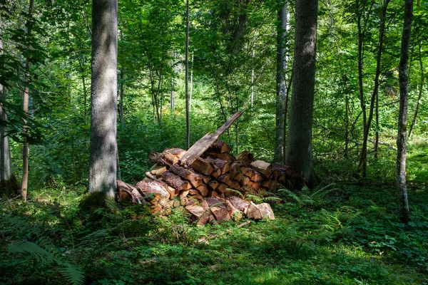 Troncs Arbres Secs Tombés Dans Vieille Forêt Automne Journée Ensoleillée — Photo