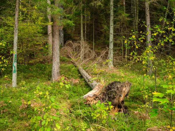 秋天里阳光明媚的老森林里干枯的倒下的树干 — 图库照片