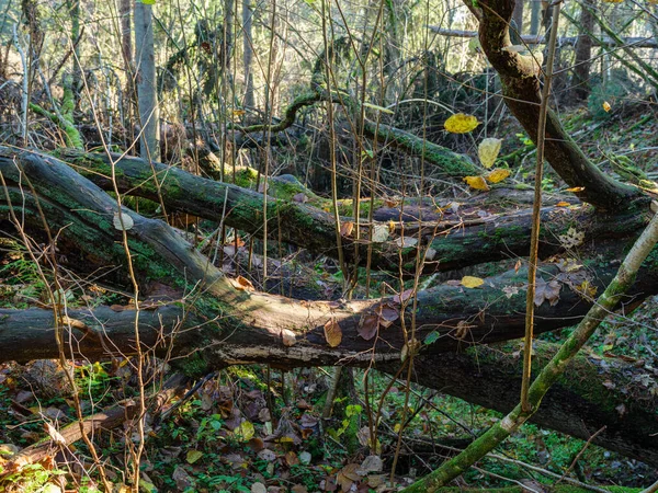 Troncos Árboles Secos Caídos Bosque Viejo Otoño Día Soleado — Foto de Stock