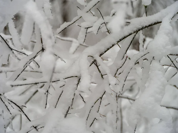 Forêt Pins Épinettes Dans Première Neige Branches Brisant Sous Poids — Photo