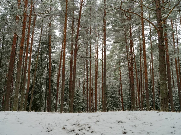 Сосновый Еловой Лес Первом Снегу Ветки Ломаются Снегопадом — стоковое фото