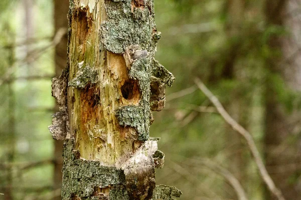 Troncos Árboles Secos Caídos Bosque Viejo Otoño Día Soleado —  Fotos de Stock