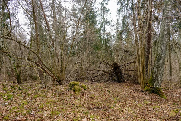 Troncos Árvores Caídas Secas Floresta Velha Outono Dia Ensolarado — Fotografia de Stock