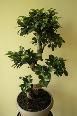 Plastik kapta Ficus Ginseng Bonsai ağacı. Ficus microphylla Ginseng. Ev bitkisi