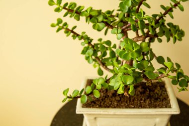 Bonsai Portekiz. Portekiz afrası ya da Fil çalısı Güney Afrika 'dan gelen küçük yapraklı bir sudur. Bonsai ağacı.