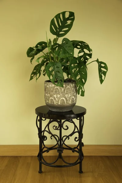 Monstera Swiss cheese plant or Monstera Monkey Mask in flower pot. Nice tropical Monstera Swiss cheese home plant