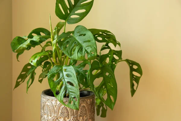 Monstera Swiss Syst Plants Або Monstera Monkey Mask Flower Pot — стокове фото