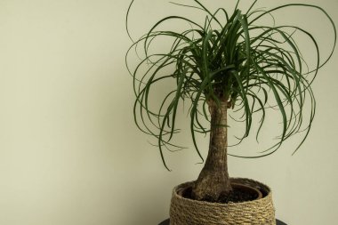 Beaucarnea Recurvata (ayrıca At Kuyruğu Ayası veya Nolina olarak da bilinir), kabarık kahverengi saplı, uzun kıvırcık ve yeşil yapraklı bir ev bitkisidir..