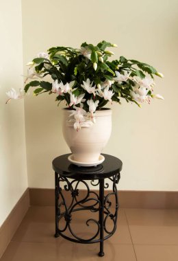 Çiçekli Noel kaktüsü. Schlumbergera truncata bitkisi. Yakın çekim.