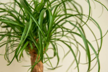 Beaucarnea Recurvata bitkisi, nam-ı diğer At Kuyruğu Ayası, veya Nolina