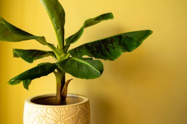 Exotic  Banana Musa plant in pot. Closeup clipart