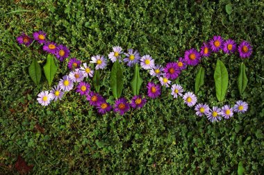 Çimen arka planında mor Aster çiçeklerinden yapılmış DNA genetik zinciri sembolü. Deoksiribonükleik asidin stilize edilmiş görüntüsü birbirini saran iki zincirden oluşur.. 