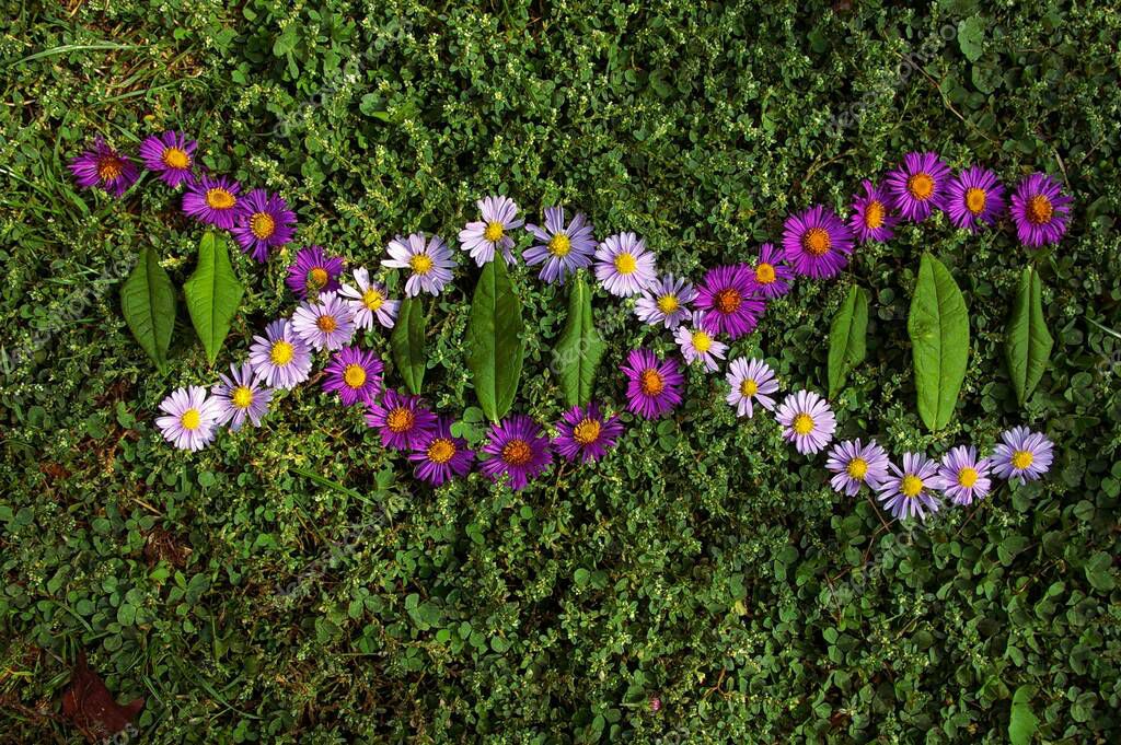 Símbolo de cadena genética de ADN hecho de flores de Aster púrpura