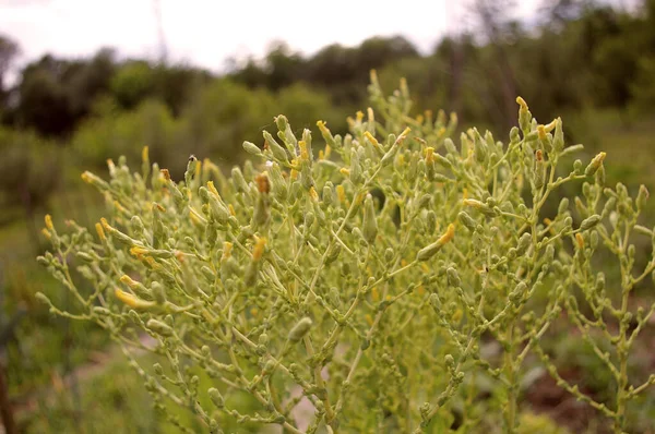 녹색 상추는 꽃 이 피 기 전에 꽃피기 시작 한다. 상추 식물 Lactuca poisva 꽃 씨앗을 위해 재배 — 스톡 사진