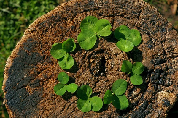 Green clover leaves arranged in a circle on a wooden stump. Green circle symbol and regenerative resources and sustainable practices themes. — Stock Photo, Image