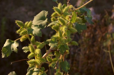 Yeşil Xanthium strumarium tohumları ve sert koklebur, clotbur veya woolgarie bur olarak bilinen dikenler. Hayvanların yardımıyla yayılan tohumlarla yayılan istilacı bitki.. 