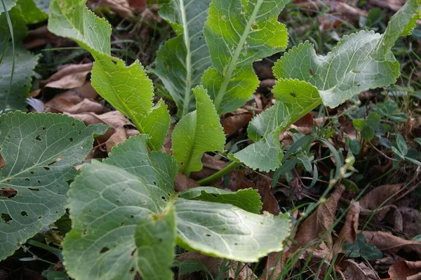 Zielone liście chrzanowej rośliny wczesną jesienią. Część nadziemna grudkowatego wieloletniego chrzanu Armoracia rusticana zioło. — Zdjęcie stockowe