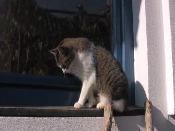 시골 고양이는 시골 집의 창턱에서 햇볕 아래서 휴식을 취하고 있다. 톰캣은 일광욕을 하고 창가에서 낮잠을 자고 있습니다. — 비디오