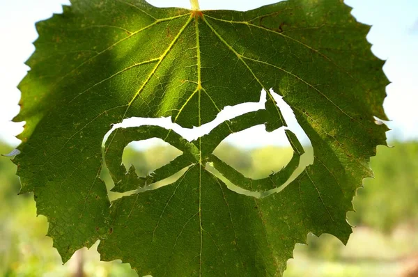 Symbol of the circular economy against the background of a green vine leaf. Circular economy and sustainable agriculture and eco viticulture concepts.