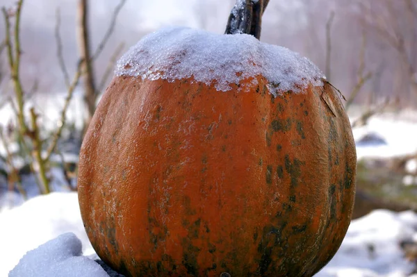 Frusen pumpa med snöhatt kvar i vinterträdgården. Dekorativ pumpa täckt med snö en solig vinterdag — Stockfoto
