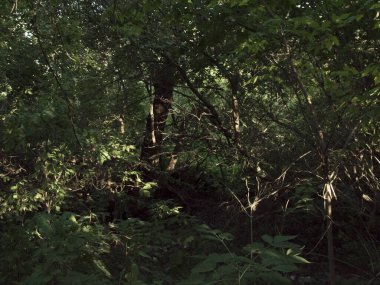 Yoğun yaprak döken bir ormanın içinde, ağaçların ve çalıların arasında.