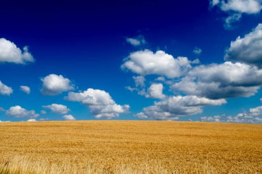 Mısır gevreği tarlası ve mavi gökyüzü manzarası.