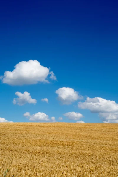 View Field Cereals Blue Sky — 图库照片