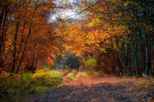 Hermoso Bosque Otoño Con Los Árboles Coloridos Tiempo Soleado —  Fotos de Stock