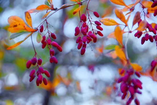 Berberi çalıları olgunlaşmış kırmızı meyvelerle
