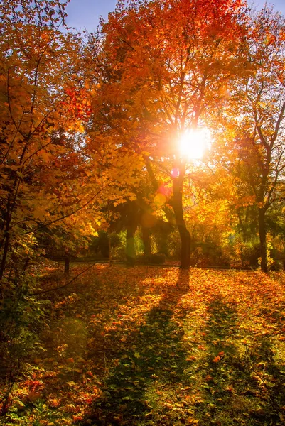 Piękny Jesienny Park Żółtymi Drzewami Słoneczną Pogodę — Zdjęcie stockowe