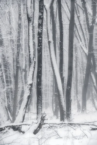 Foresta Durante Tempesta Neve Armenia — Foto Stock