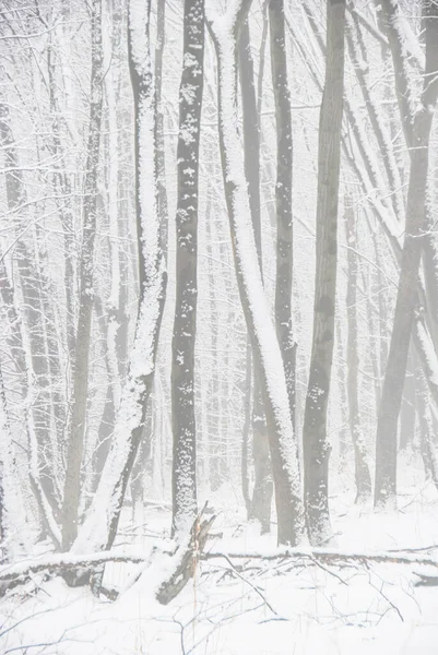 Ermenistan 'da kar fırtınası sırasında orman