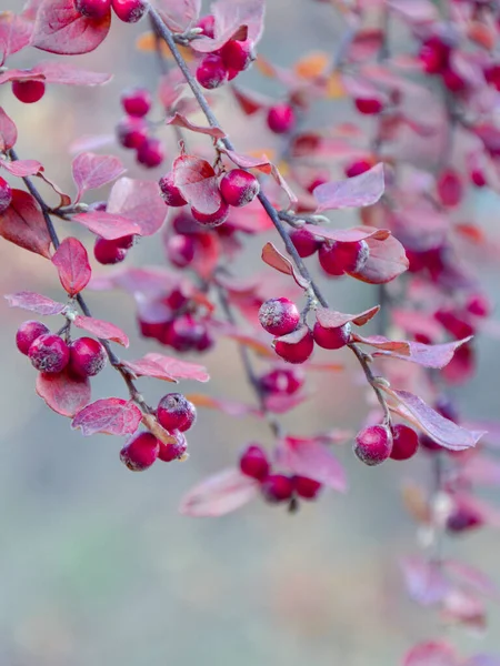 Detailní Záběr Červených Bobulí Rostlinu Cotoneaster — Stock fotografie