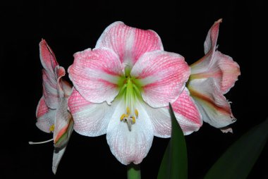 Hippeastrum ya da Amaryllis çiçekleri, siyah arka planda izole edilmiş pembe amilis çiçekleri.